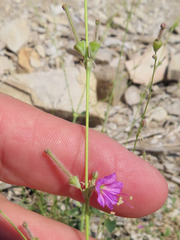 Anulocaulis
