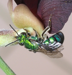 Pseudaugochlora graminea