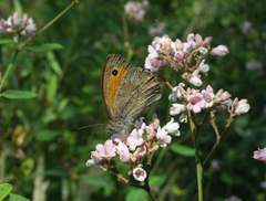 Hyponephele lupinus