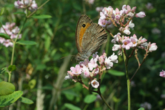 Hyponephele lupinus