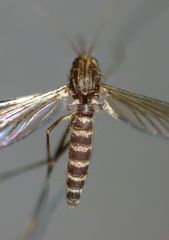 Culex pervigilans