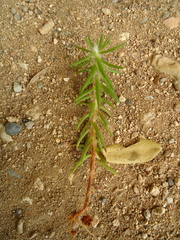 Portulaca elatior