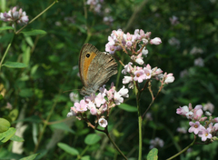 Hyponephele lupinus