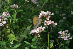 Hyponephele lupinus