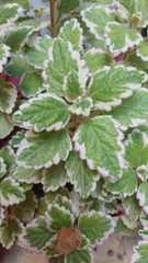 Coleus forsteri