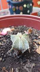Astrophytum
