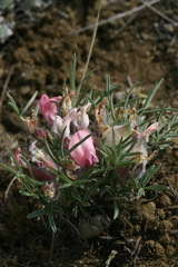 Oxytropis sobolevskajae