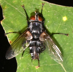 Tachinomyia
