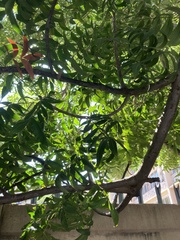 Harpephyllum caffrum