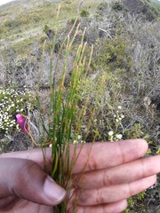Elegia microcarpa