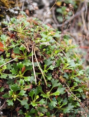 Saxifraga cuneata