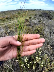 Elegia microcarpa