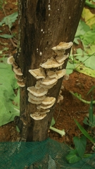 Schizophyllineae