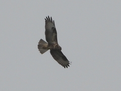 Buteo buteo