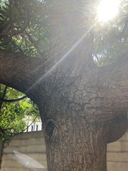 Harpephyllum caffrum