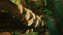 Schizophyllineae