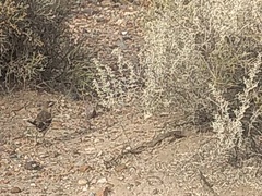 Mimus saturninus