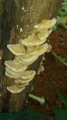 Schizophyllineae