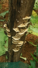 Schizophyllineae