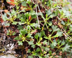 Saxifraga cuneata