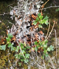 Saxifraga cuneata