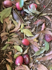 Harpephyllum caffrum