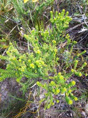 Agathosma apiculata