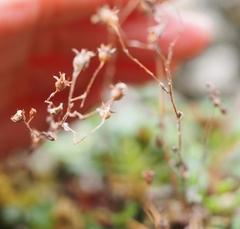 Saxifraga cuneata