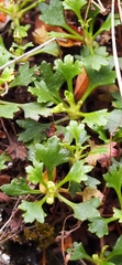 Saxifraga cuneata