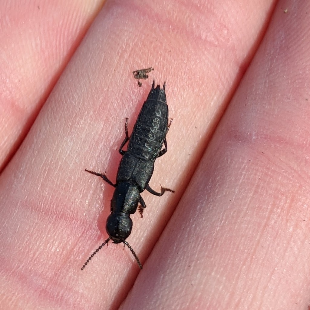 Dinothenarus nigrellus