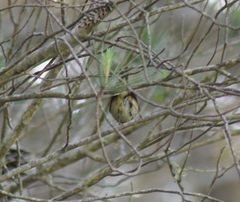 Phylloscopus ibericus