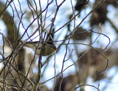 Phylloscopus ibericus