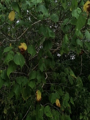 Heliocarpus donnellsmithii