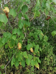 Heliocarpus donnellsmithii