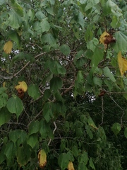 Heliocarpus donnellsmithii