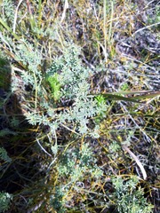 Indigofera glaucescens