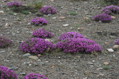 Oxytropis borissoviae