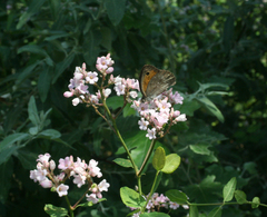 Hyponephele lupinus