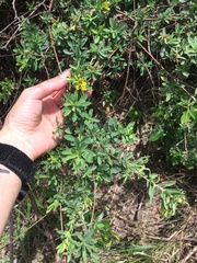 Lasiosiphon macropetalus