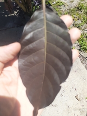 Graptophyllum