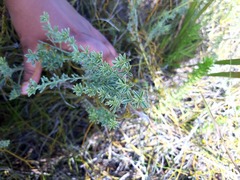 Indigofera glaucescens
