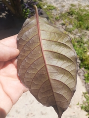 Graptophyllum