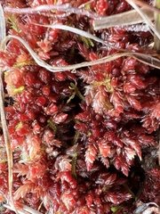 Sphagnum medium