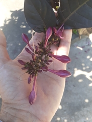 Graptophyllum