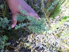 Indigofera glaucescens