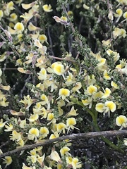 Aspalathus granulata
