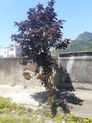 Graptophyllum