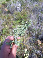 Indigofera glaucescens
