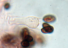 Coprinopsis acuminata