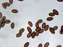 Coprinopsis acuminata